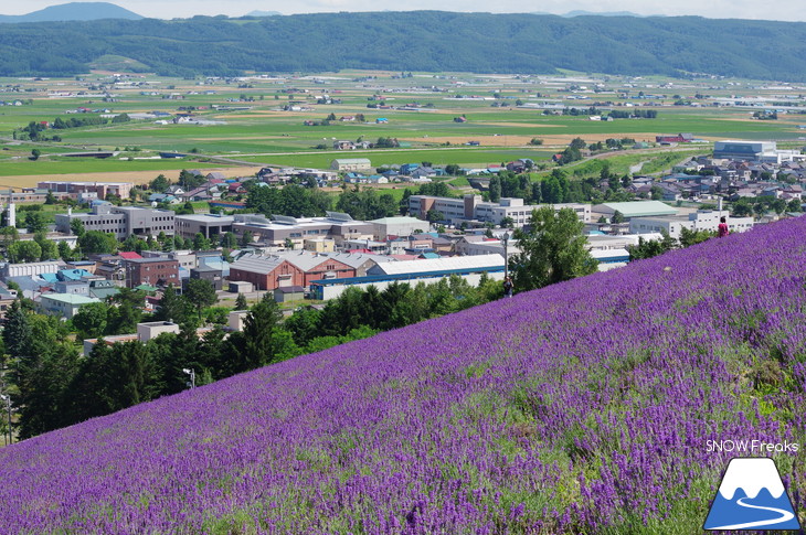 カメラを片手に夏の中富良野～上富良野・ラベンダー花畑巡り☆